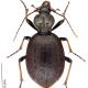 Carabes de Suisse  - Cychrus attenuatus attenuatus