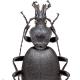 Carabes de Suisse  - Cychrus caraboides caraboides
