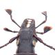 Carabes de Suisse  - Cychrus italicus