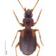 Carabes de Suisse  - Cymindis angularis