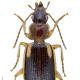Carabes de Suisse  - Cymindis axillaris axillaris