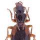 Carabes de Suisse  - Cymindis cingulata