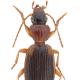 Carabes de Suisse  - Cymindis coadunata