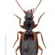 Carabes de Suisse  - Cymindis humeralis