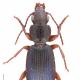 Carabes de Suisse  - Cymindis miliaris