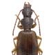 Carabes de Suisse  - Cymindis vaporariorum