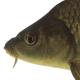 Poissons de Suisse Carpe  - Cyprinus carpio 