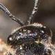 Les abeilles sauvages de Suisse Sphécode nain - Sphecodes miniatus