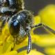 Les abeilles sauvages de Suisse Sphécode strié - Sphecodes rufiventris