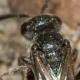 Les abeilles sauvages de Suisse Sphécode allongé - Sphecodes longulus