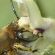Les abeilles sauvages de Suisse  - Anthidium cingulatum