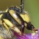 Les abeilles sauvages de Suisse  - Anthidium florentinum
