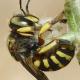 Les abeilles sauvages de Suisse  - Anthidium loti