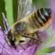 Les abeilles sauvages de Suisse  - Megachile lagopoda