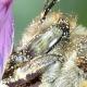 Les abeilles sauvages de Suisse  - Megachile leachella