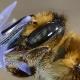 Les abeilles sauvages de Suisse  - Megachile maritima
