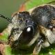 Les abeilles sauvages de Suisse  - Megachile pilicrus