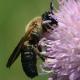 Les abeilles sauvages de Suisse  - Megachile sculpturalis