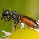 Les abeilles sauvages de Suisse Sphécode grosse-tête - Sphecodes monilicornis