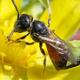 Les abeilles sauvages de Suisse Sphécode espagnol - Sphecodes pseudofasciatus
