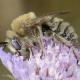 Les abeilles sauvages de Suisse  - Tetralonia pollinosa