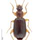 Carabes de Suisse  - Dromius agilis