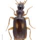 Carabes de Suisse  - Dromius fenestratus