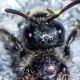 Les abeilles sauvages de Suisse Dufourée des montagnes - Dufourea paradoxa