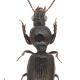 Carabes de Suisse  - Dyschirius aeneus aeneus