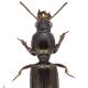 Carabes de Suisse  - Dyschirius angustatus