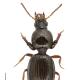 Carabes de Suisse  - Dyschirius globosus