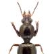 Carabes de Suisse  - Dyschirius intermedius