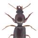 Carabes de Suisse  - Dyschirius politus politus