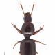 Carabes de Suisse  - Dyschirius substriatus substriatus