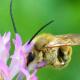 Les abeilles sauvages de Suisse  - Eucera pollinosa