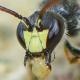 Les abeilles sauvages de Suisse  - Hylaeus pilosulus