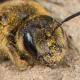 Les abeilles sauvages de Suisse Halicte de la Scabieuse - Halictus scabiosae