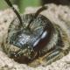 Les abeilles sauvages de Suisse Halicte commune - Halictus simplex