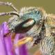 Les abeilles sauvages de Suisse Halicte subméditerranéene - Halictus submediterraneus