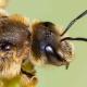 Les abeilles sauvages de Suisse Halicte six-bandes - Halictus sexcinctus