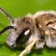 Les abeilles sauvages de Suisse Halicte semi-doré - Halictus subauratus