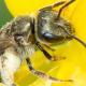 Les abeilles sauvages de Suisse Halicte confuse - Halictus confusus