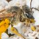Les abeilles sauvages de Suisse Halicte de bronze - Halictus leucaheneus