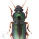 Carabes de Suisse  - Harpalus affinis