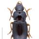 Carabes de Suisse  - Harpalus atratus