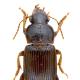 Carabes de Suisse  - Harpalus attenuatus