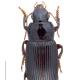 Carabes de Suisse  - Harpalus calceatus