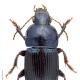 Carabes de Suisse  - Harpalus dimidiatus