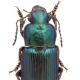 Carabes de Suisse  - Harpalus distinguendus distinguendus