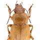 Carabes de Suisse  - Harpalus flavescens